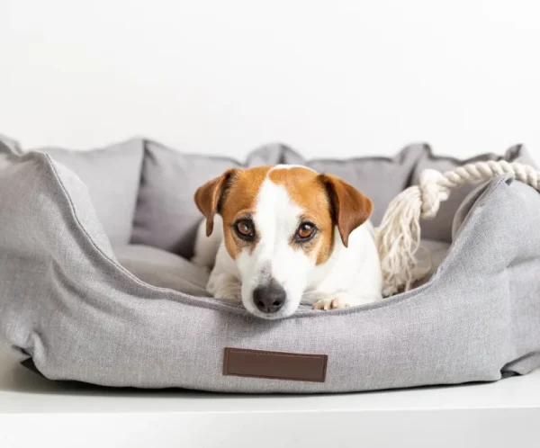 product-thumb-8_optimized Cozy Pet Sofa Bed